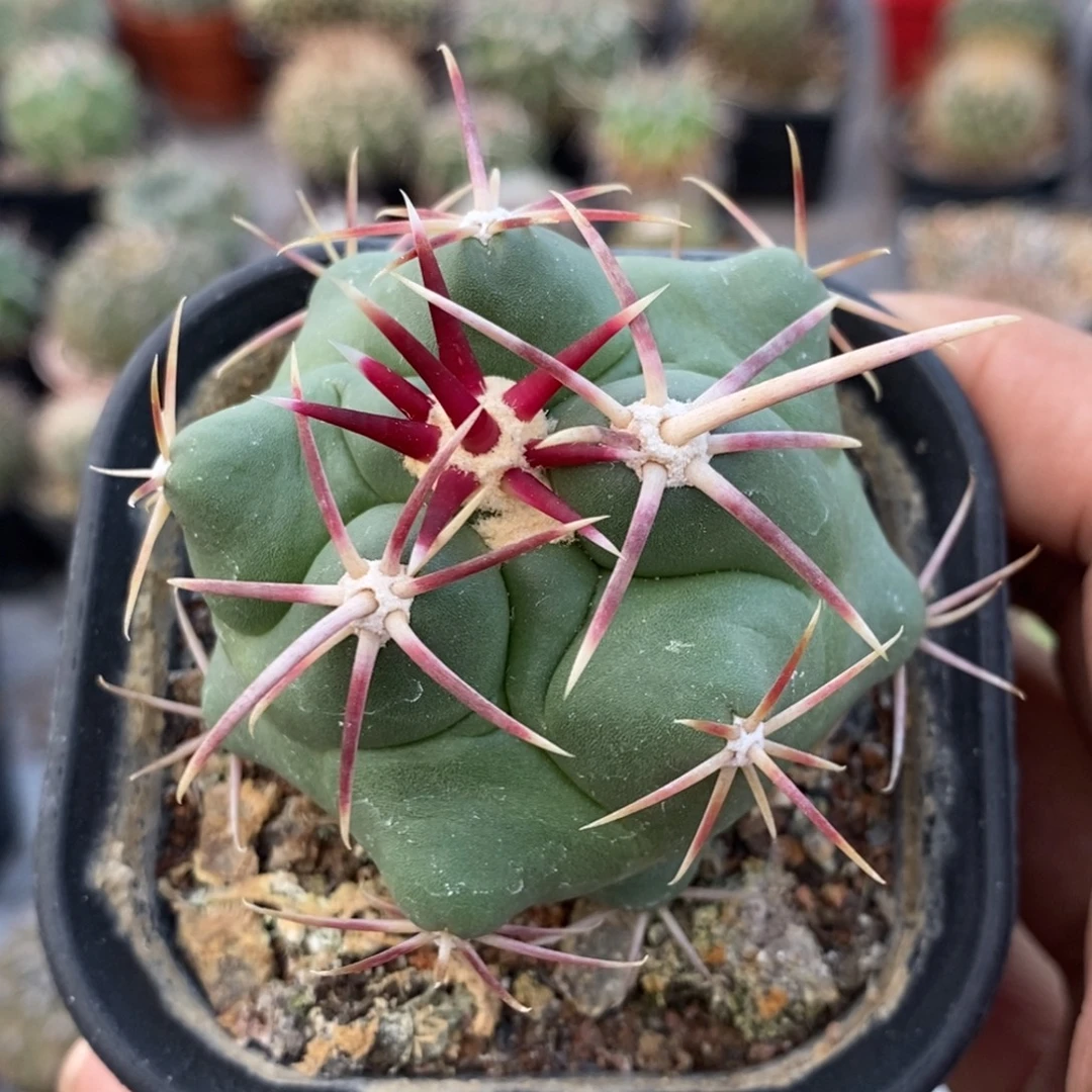 植播园艺豪刺大红鹰