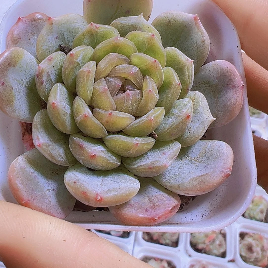大单头白恋19包邮