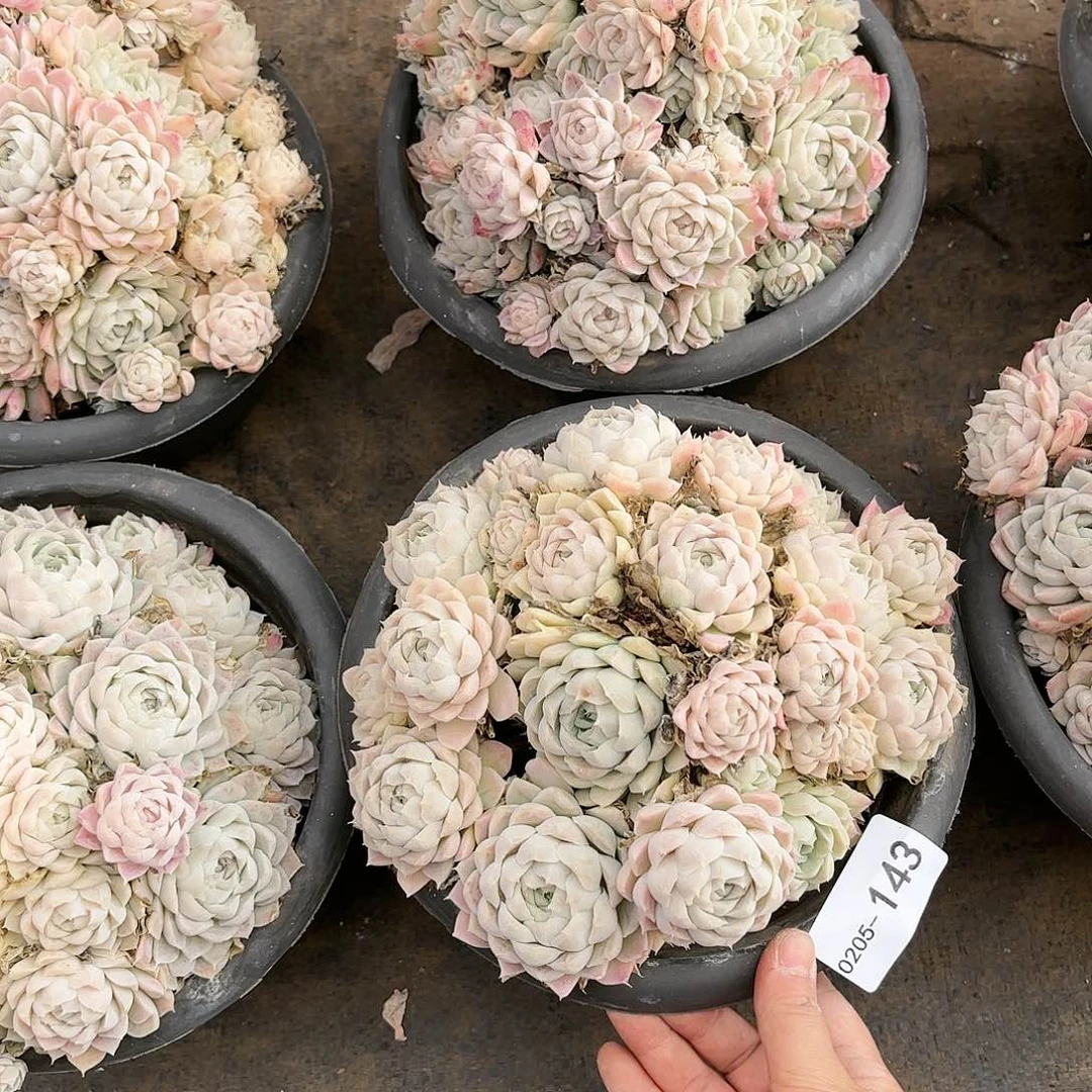 同温层多肉白月影量拍143