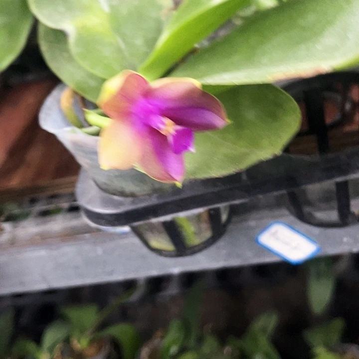 当前无花栽培后可以开花?***?弥陀盲盒2.8