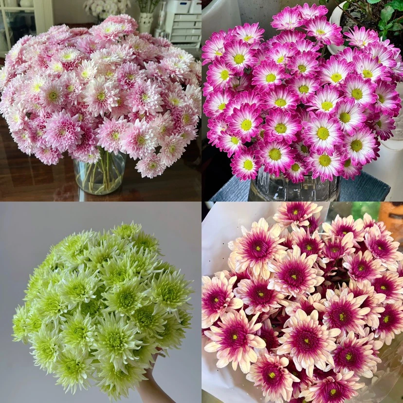 [小雨专属]A级多品类小菊