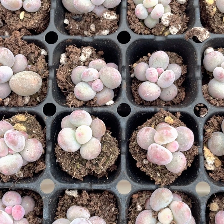 彩虹奶随机发3颗满18包邮