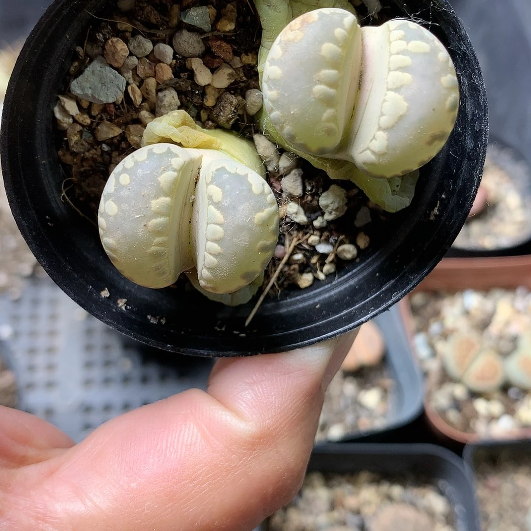 G434多肉植物保护研究所