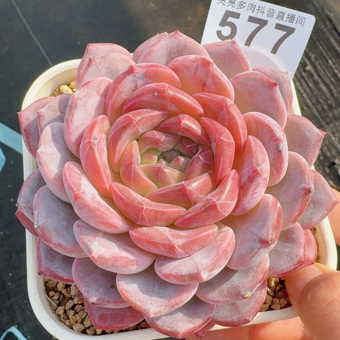 母本琥珀         精品多肉