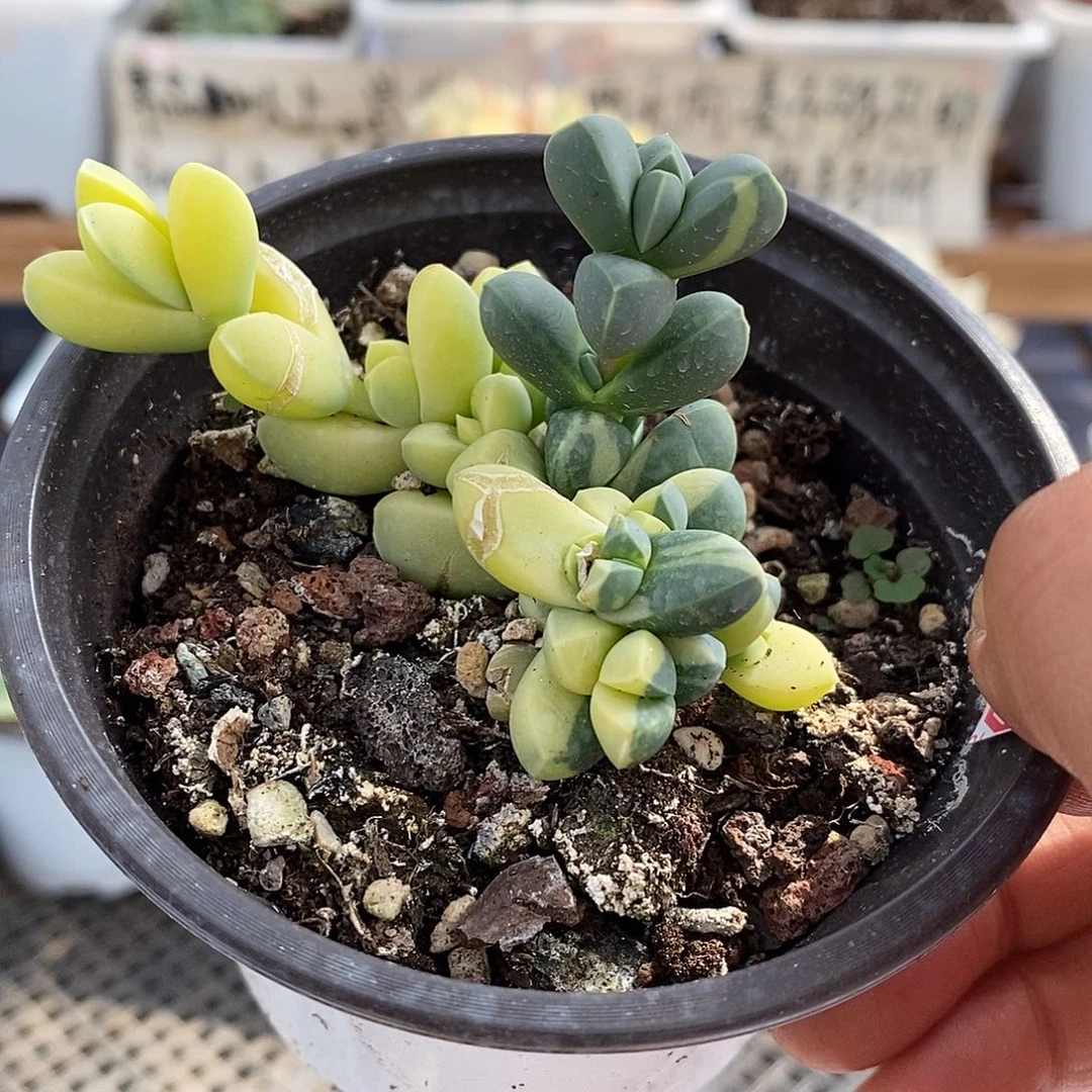 14278 鹿角海棠锦