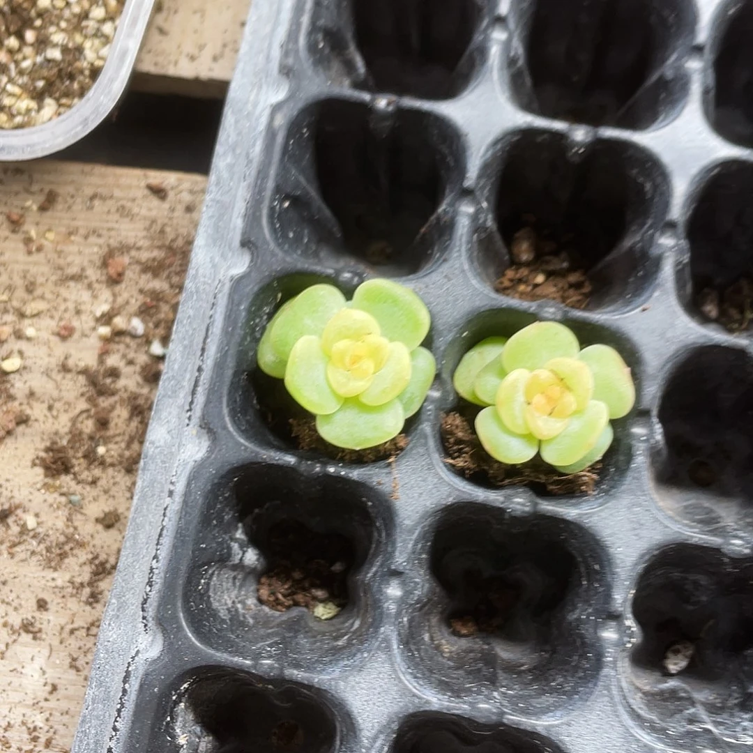 谪仙状态中苗穴一个满25包邮