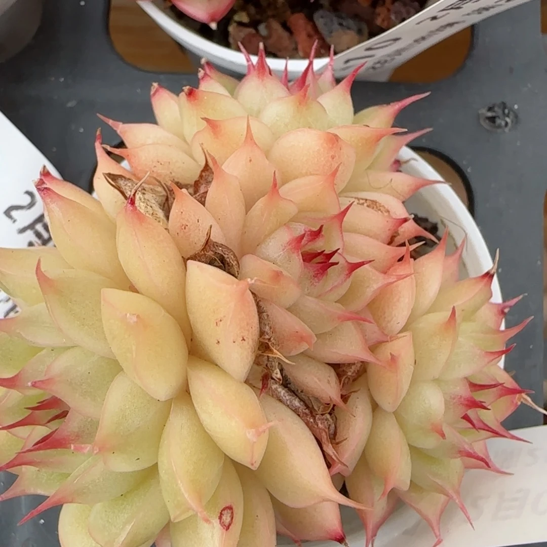 花语逸镜0206-511