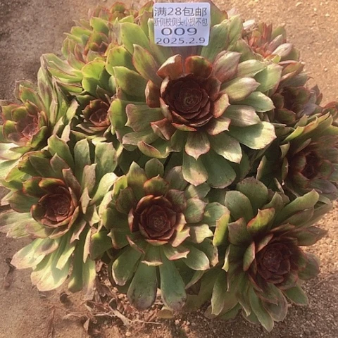 2.9-9红丝绒多肉植物