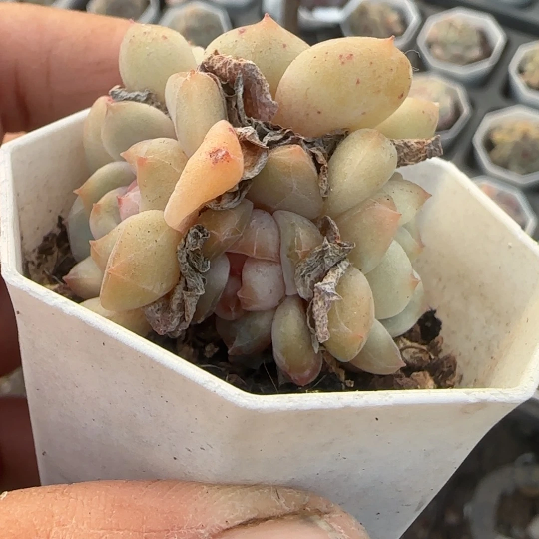 多肉小卡拉米糖心一物一拍