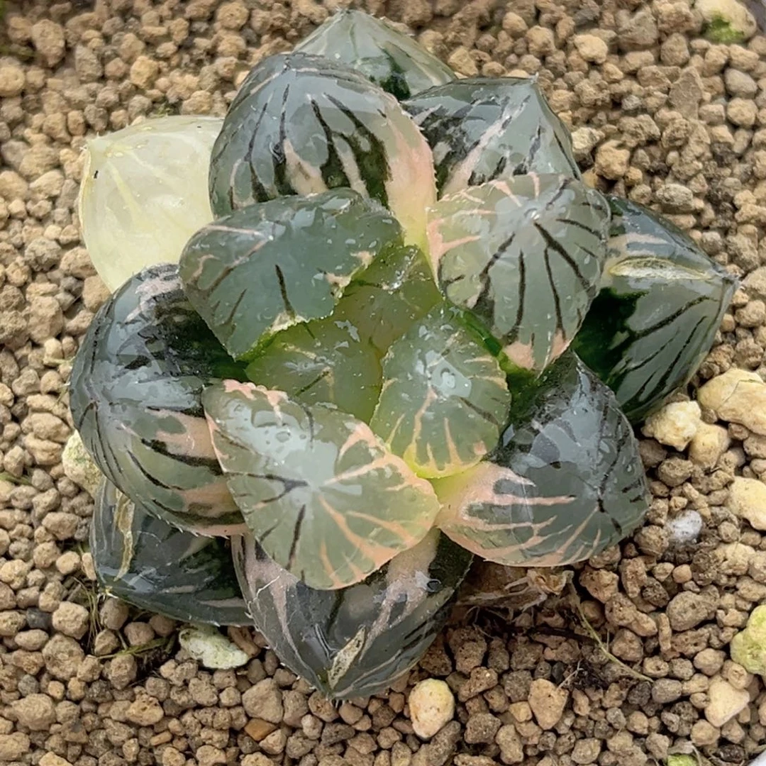 68大窗om 玉露锦十二卷多肉