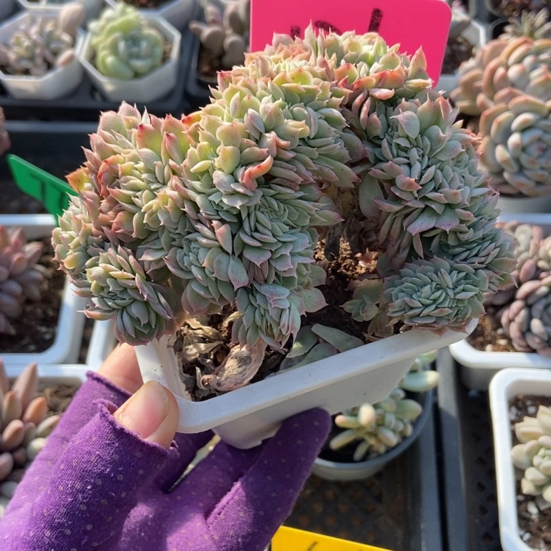 126月影缀多肉植物