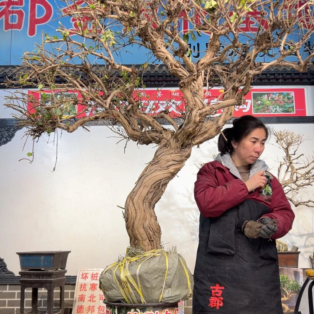 无花朵金银花588555558888888888888888888888888888885