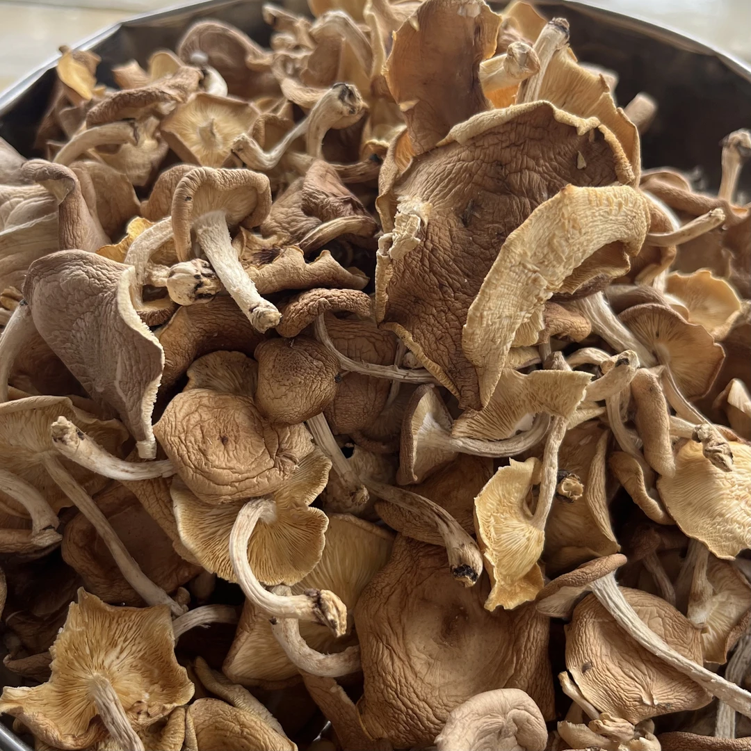 野生香蕈  边境收山货