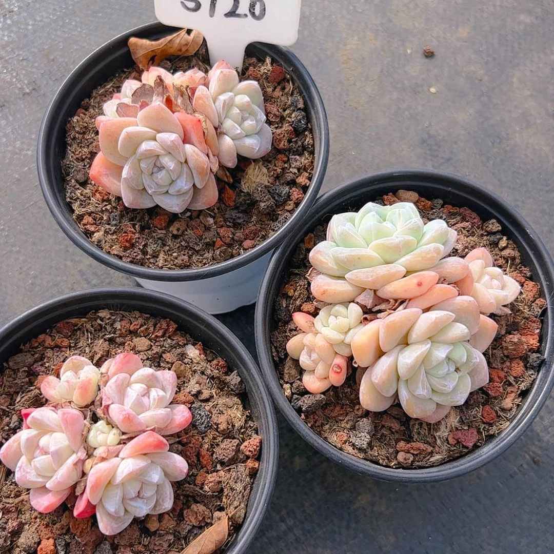 冰玉三颗5120号一物一拍