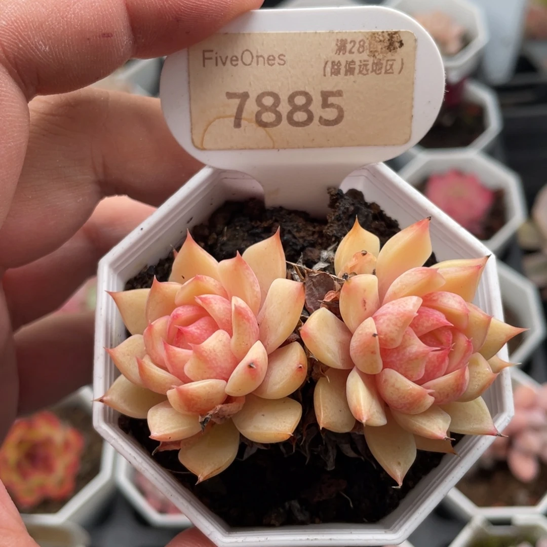 苯巴蒂斯7885-7厘米