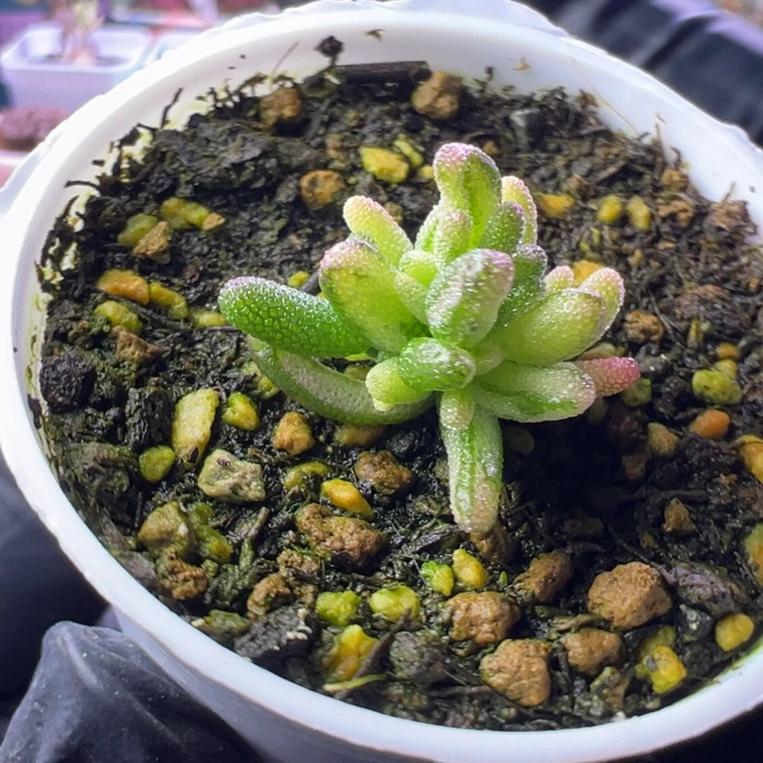 多***m多肉植物枝干米粒锦