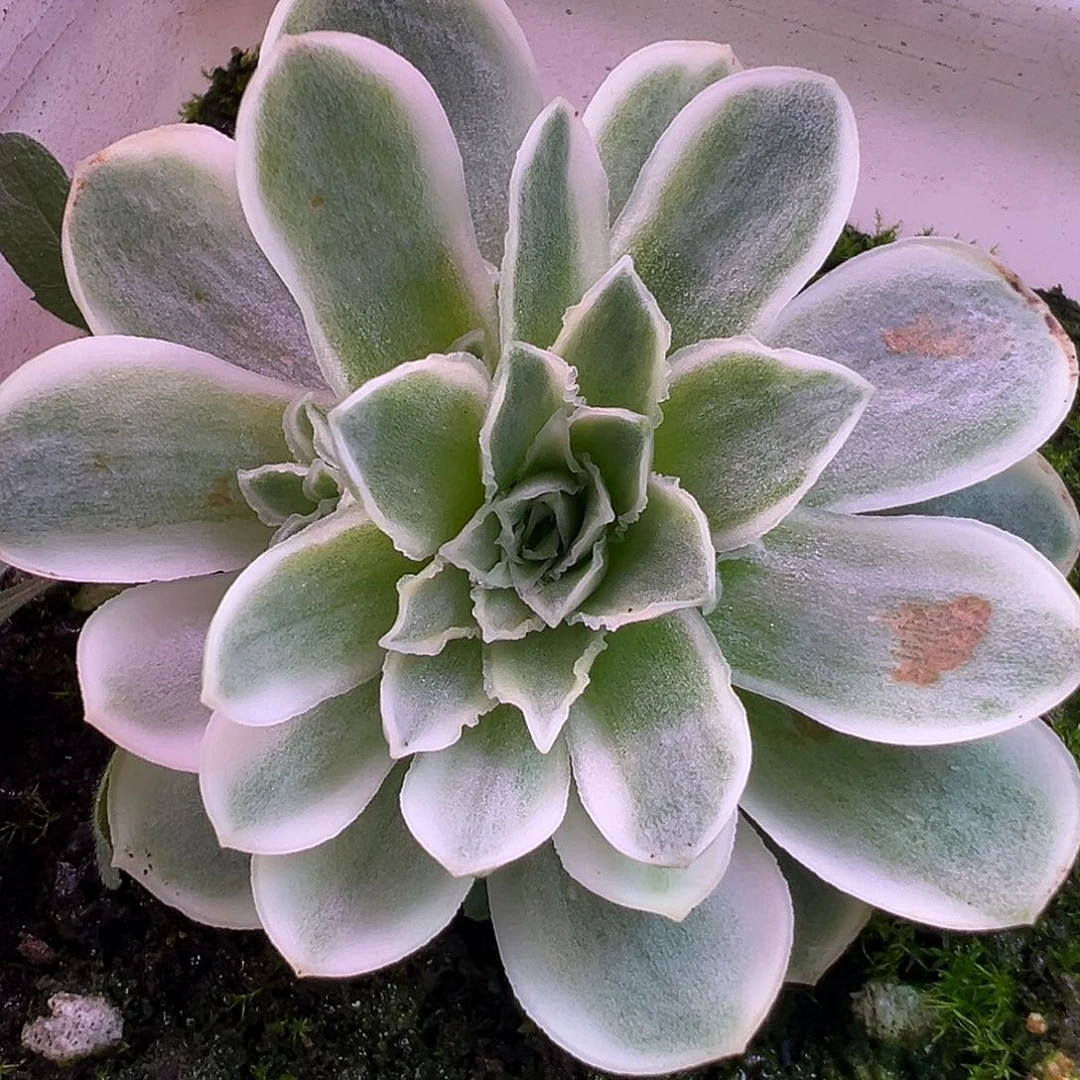 山地玫瑰锦秋夕1314号