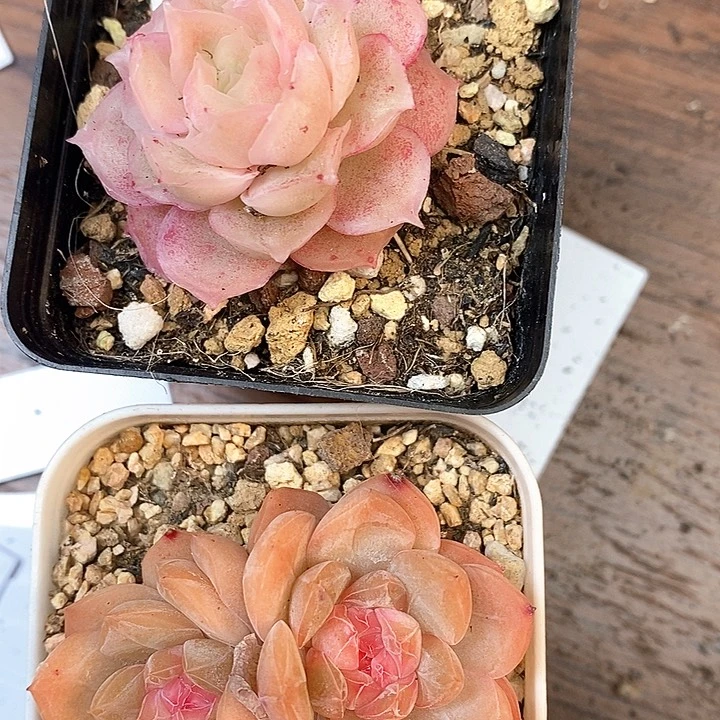 响当当啊笑哈哈啊