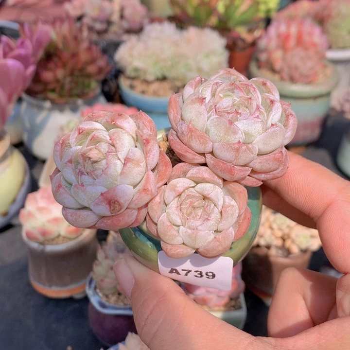 一物一拍含盆土满38包邮A739