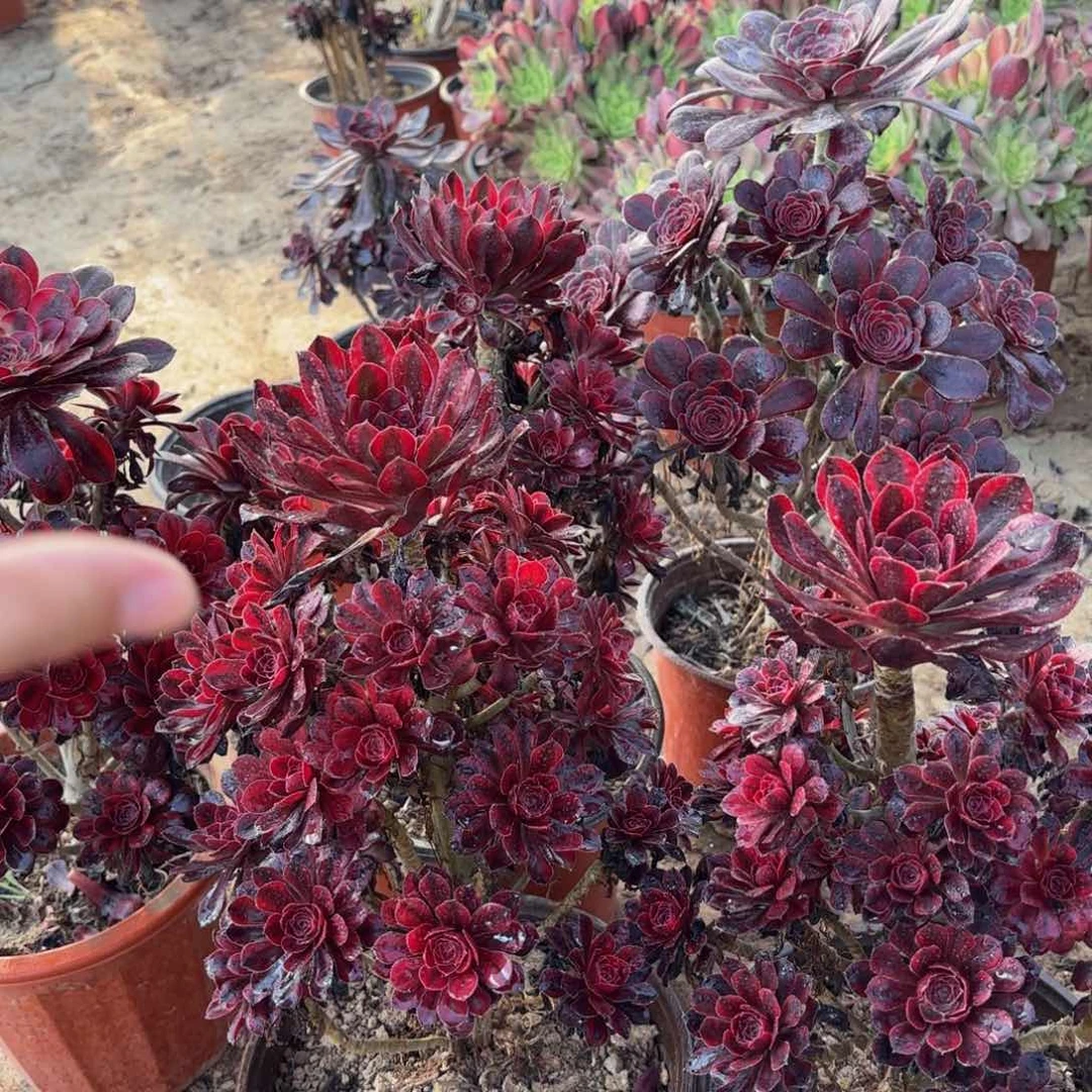 香奈儿15.8多肉植物