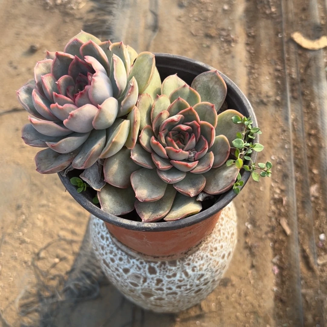 多肉植物冰恋双头