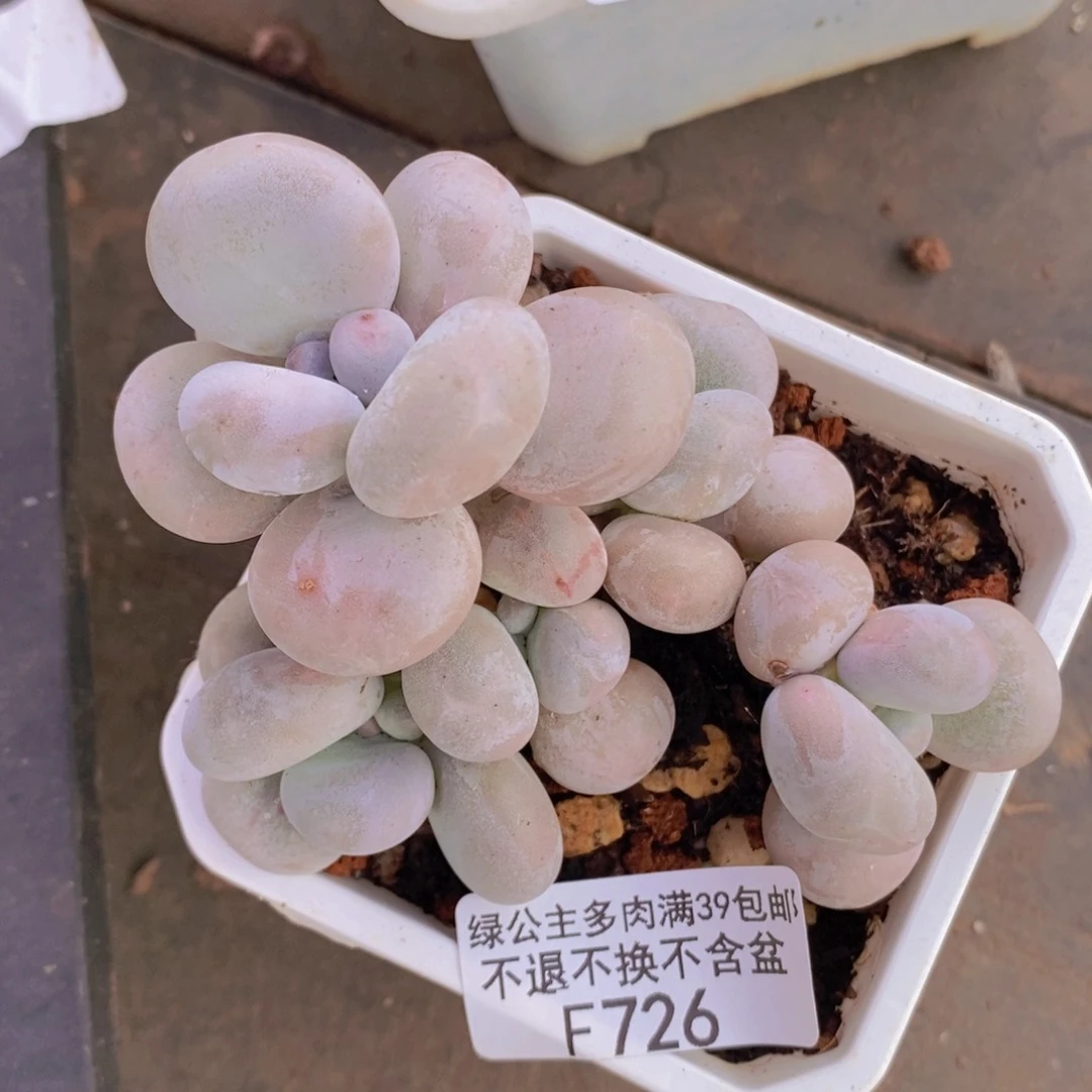 水光针奶酪8cm726多肉植物