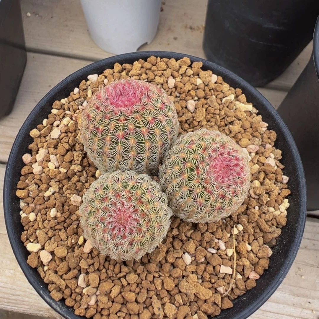 实生根自然群红太阳仙人球多肉植物