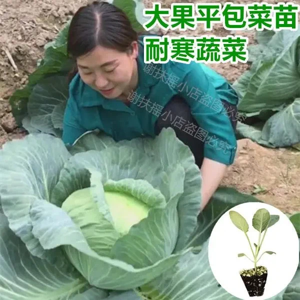 莲花白苗大果平头扁包菜苗薄皮脆甜松包老品种包菜卷心甘蓝菜种苗