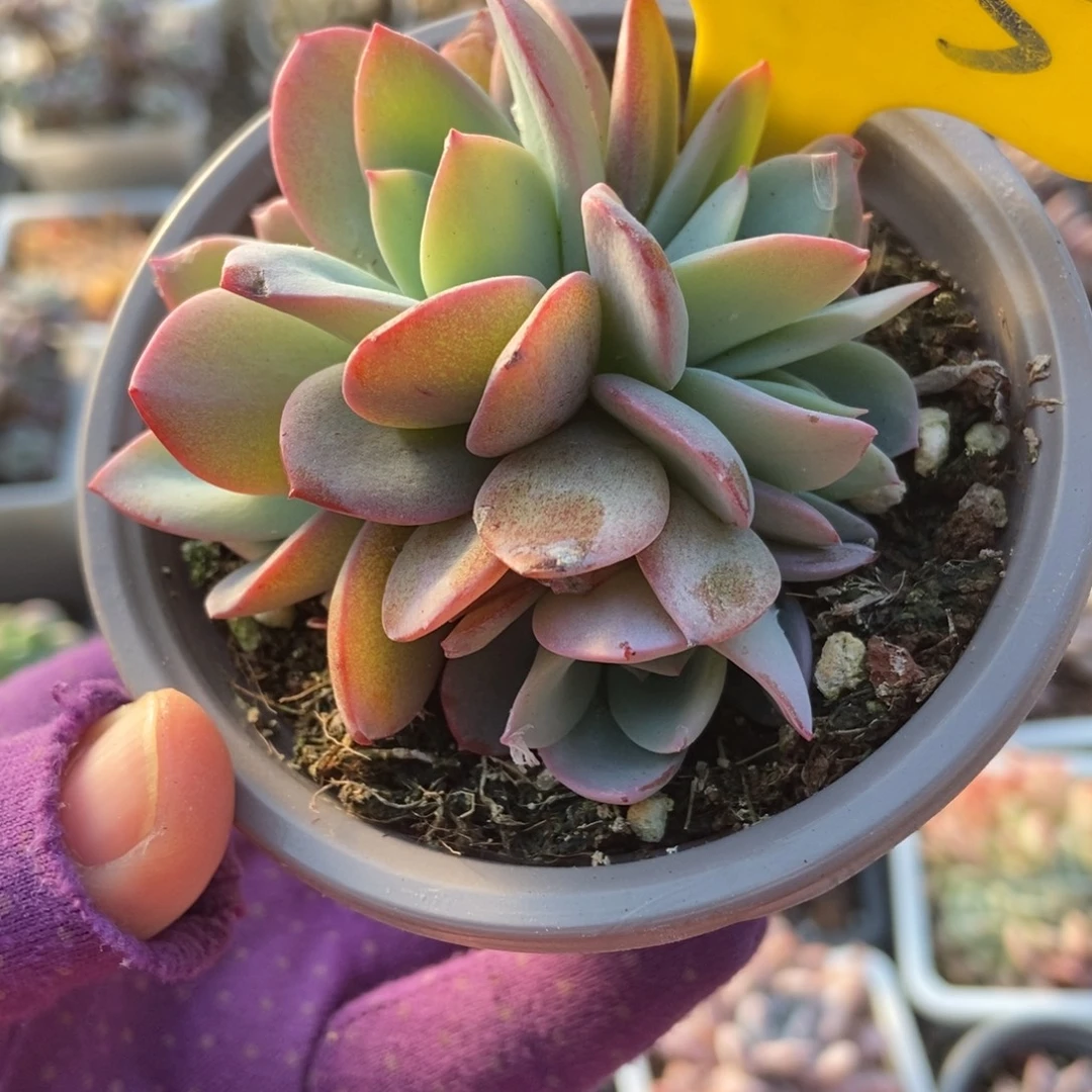 635布鲁蓝多肉植物