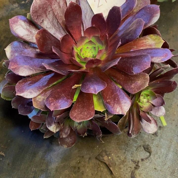 赤焰莲多肉断头不包2168