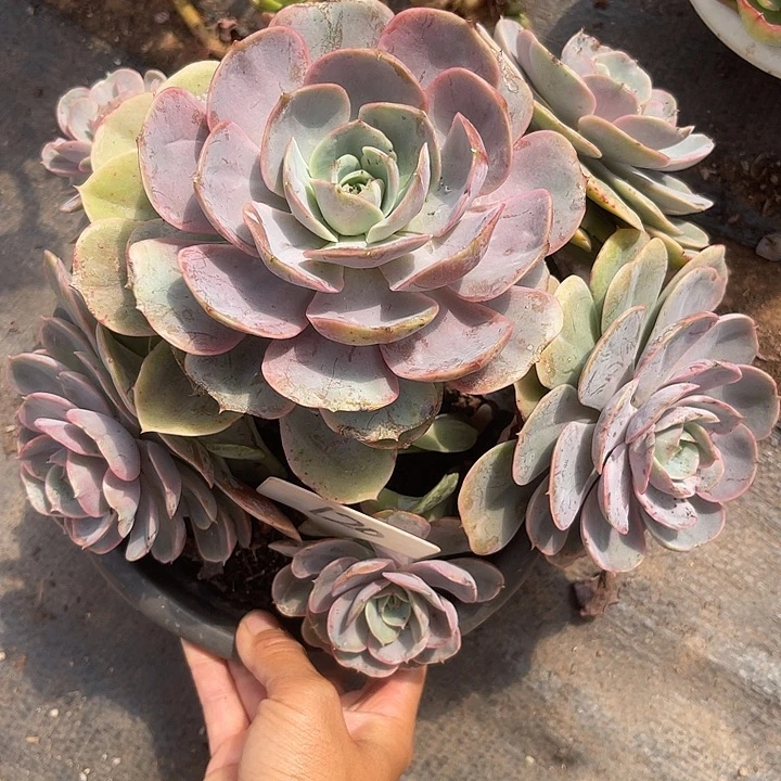 晨语多肉，一物一拍蓝色苍鹭120