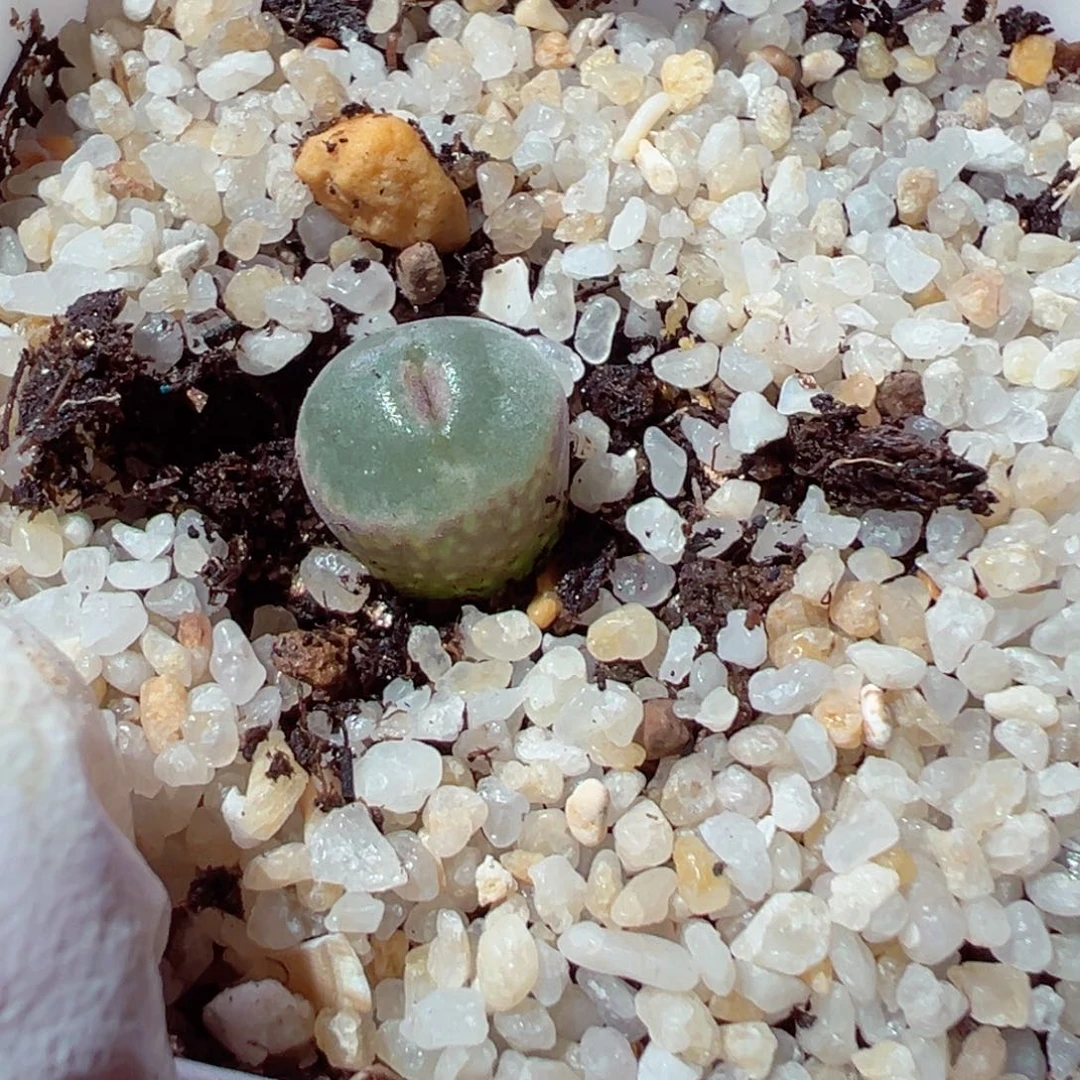 自**放119-148.多肉多肉肉的人