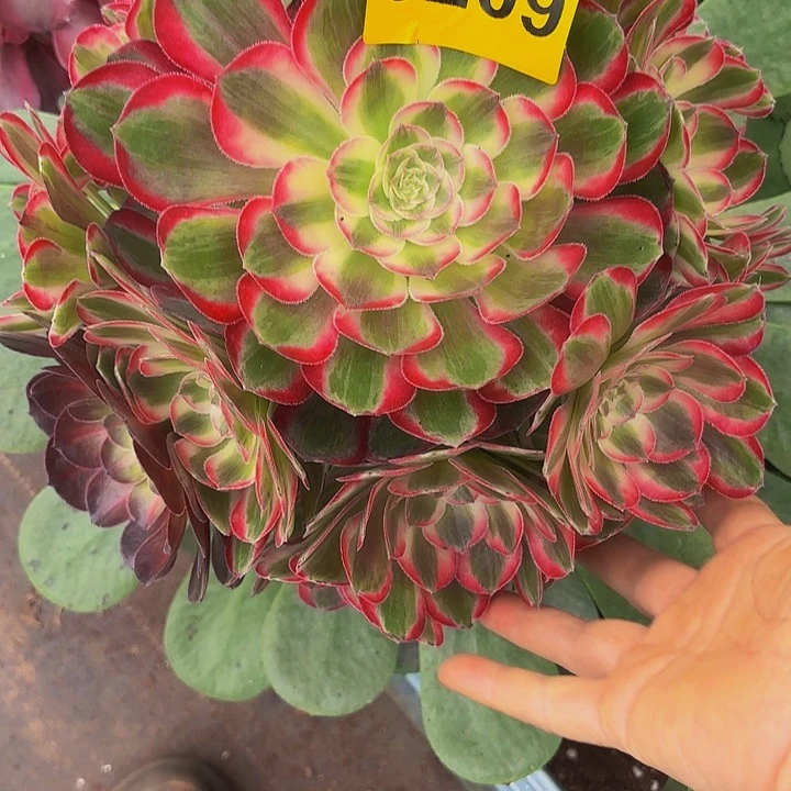 多肉植物孔雀翎3209