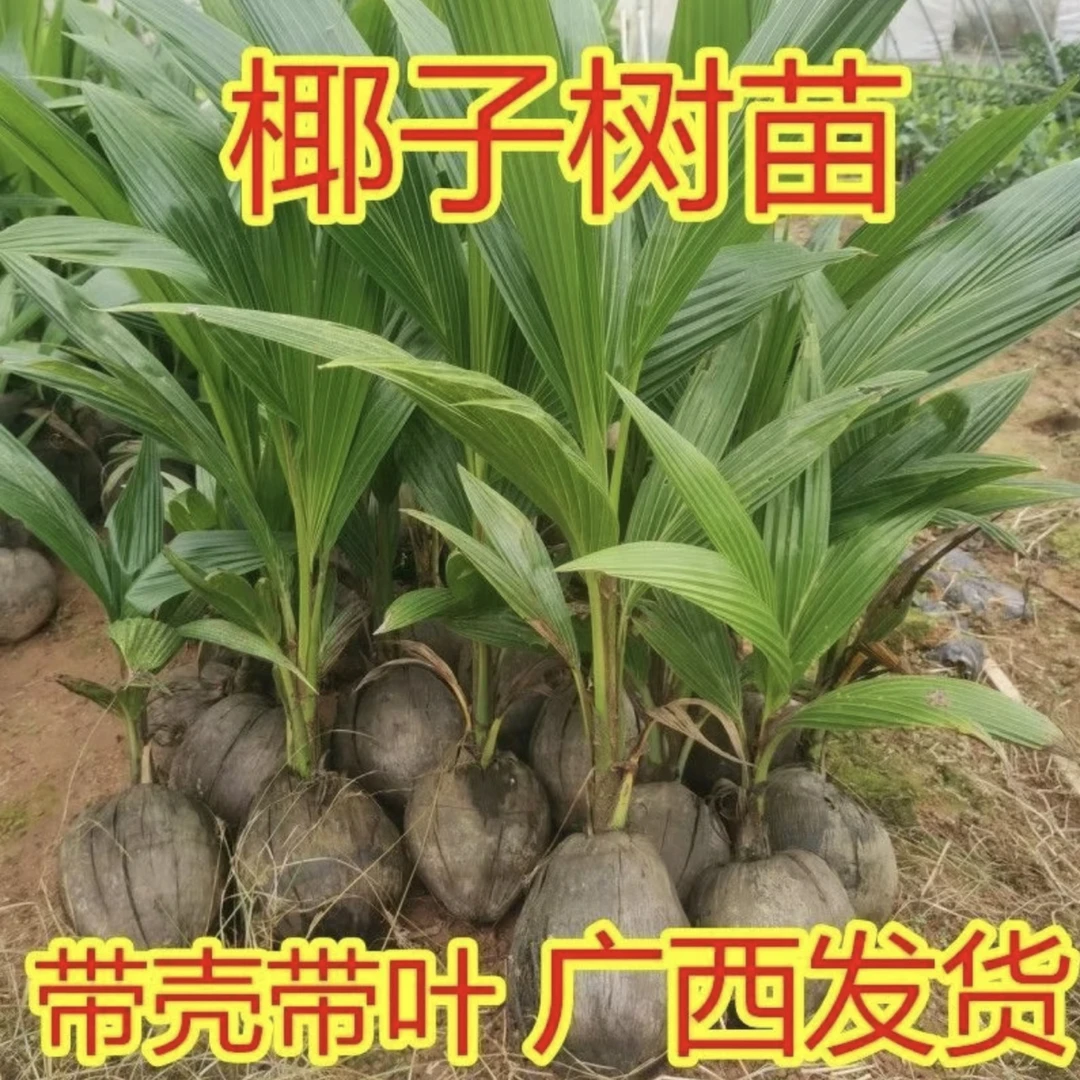 海南椰子树苗 泰国黄金矮化椰子树苗 高金椰子树南方种植