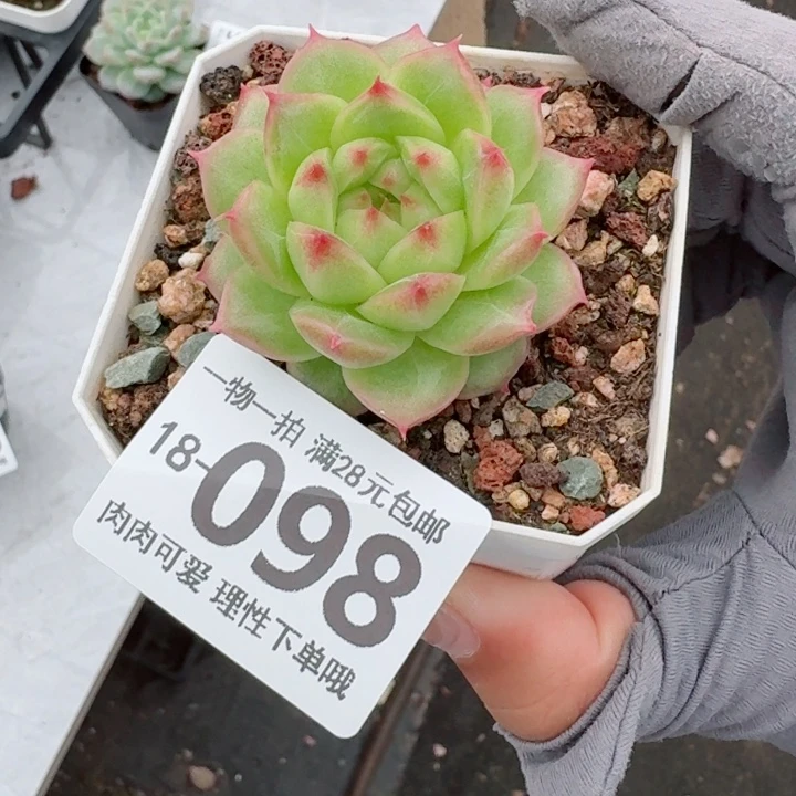 优选珍妮无盆土发货多肉多