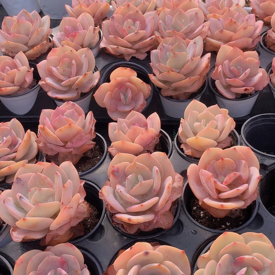 血凤3356788999000000