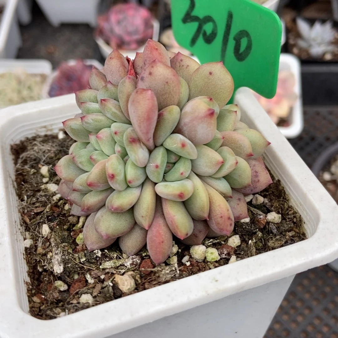 3010爱丽儿多肉植物多肉