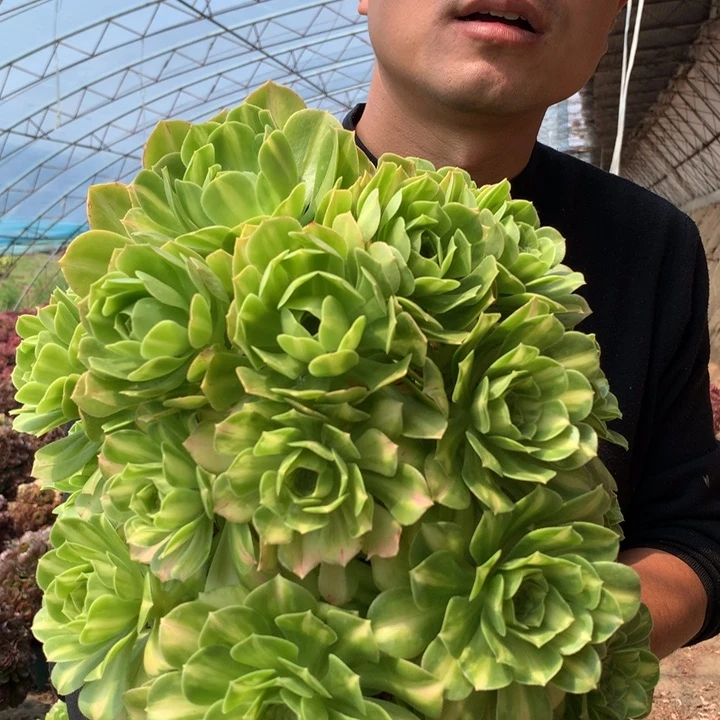 五彩琉璃好看好养好看