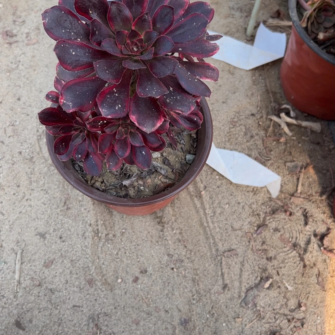 009丽娜多肉植物法师