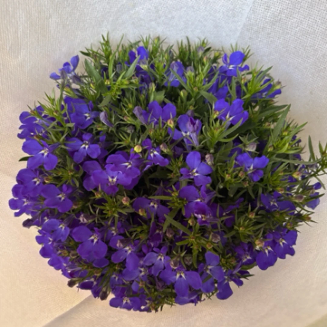 半边莲深紫蓝色盆栽