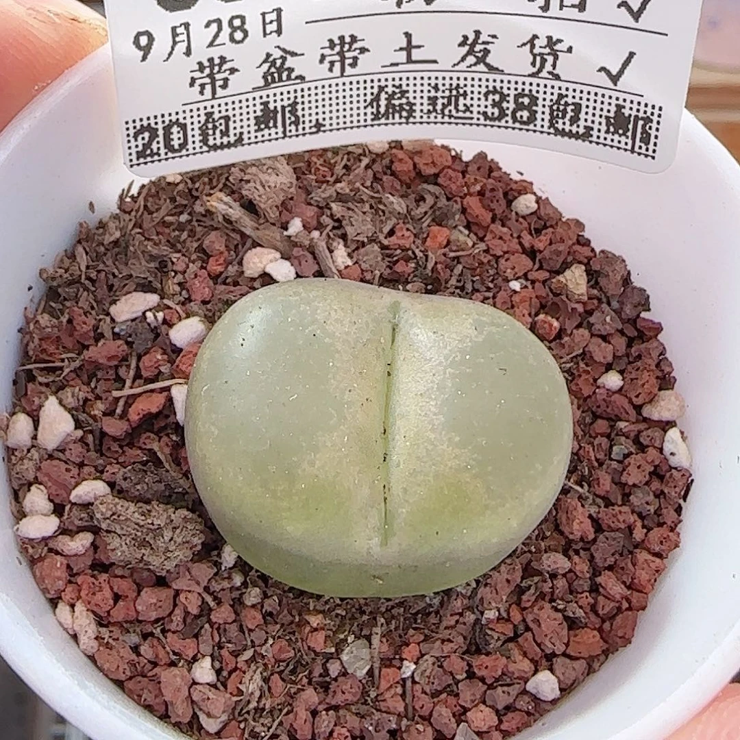 多肉0928--65毛汗尼