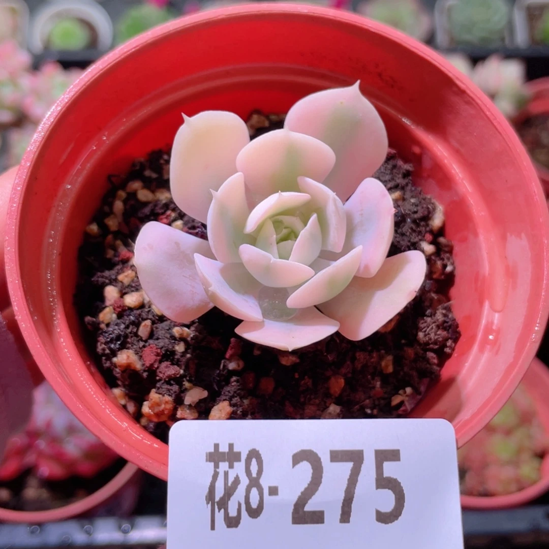 花利美8-275鲁氏锦