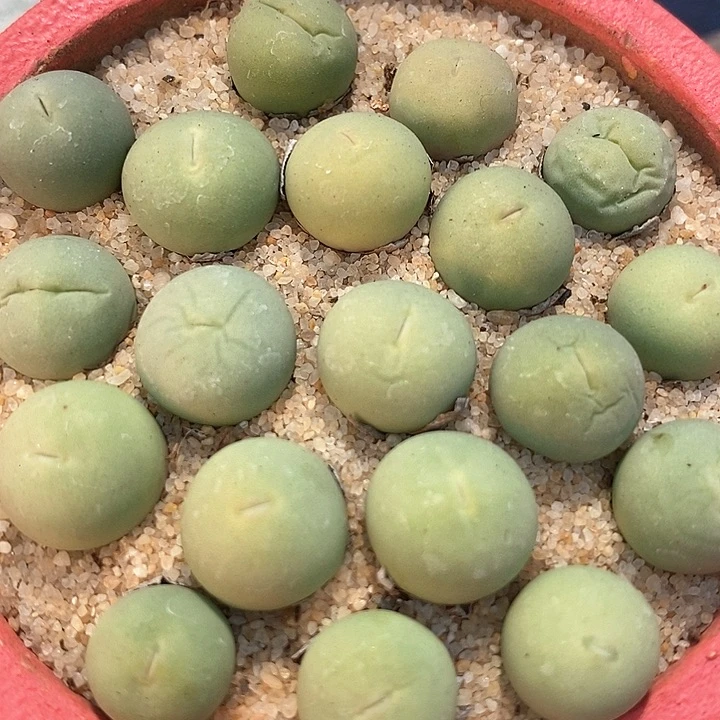 鸽子蛋一颗  1厘米 买5送1