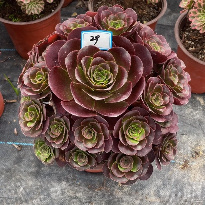 29老庄多肉法师魅金