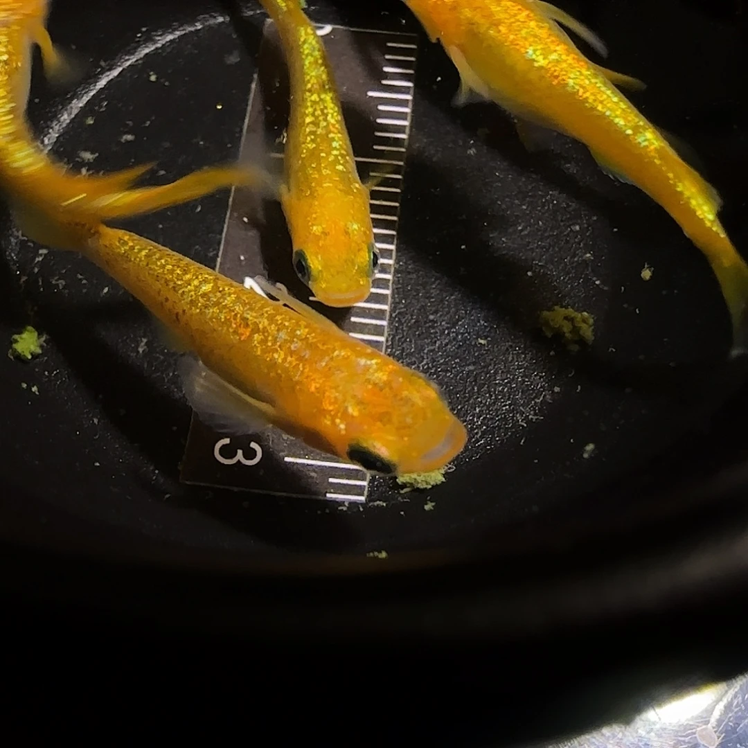 青鳉鱼一物一拍604