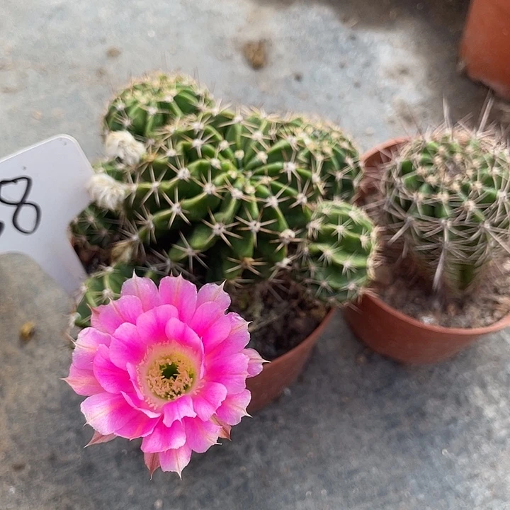 38号摘花脱土发货