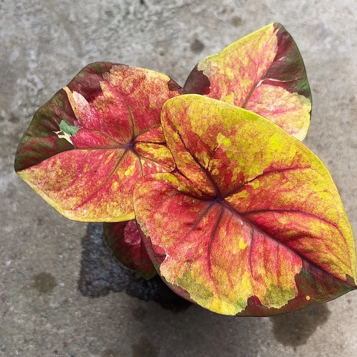 23-1203暮光广东现货