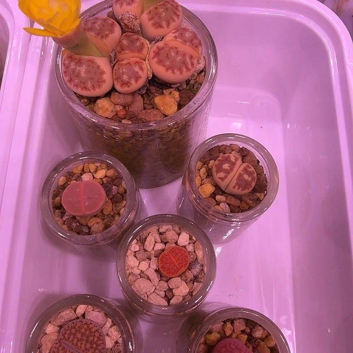 *****母本丽虹四头1颗，矮迷你生石花5颗