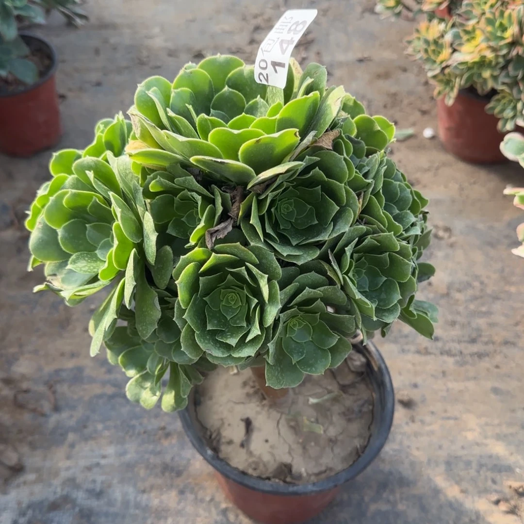 绿羊绒148满20包邮断枝不包