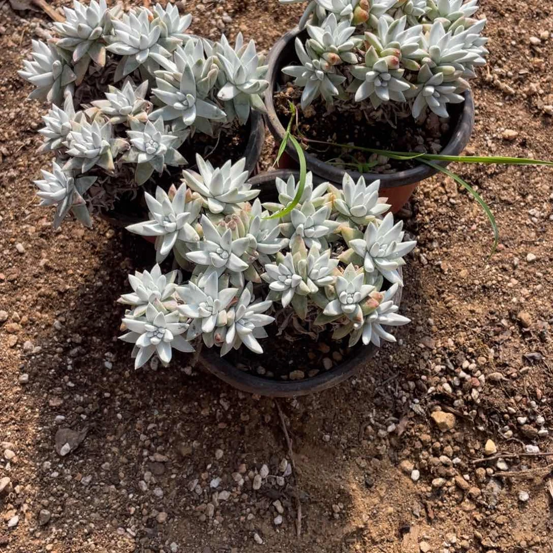 白菊2号3颗一物一拍